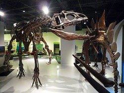 アロサウルスとステゴサウルスの全身骨格