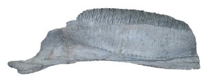ランベオサウルス亜科の右下歯骨