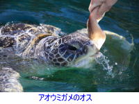 日本一長生きのアオウミガメの写真