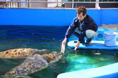 ウミガメ餌やりの様子