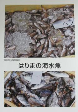 はりまの海水魚の冊子