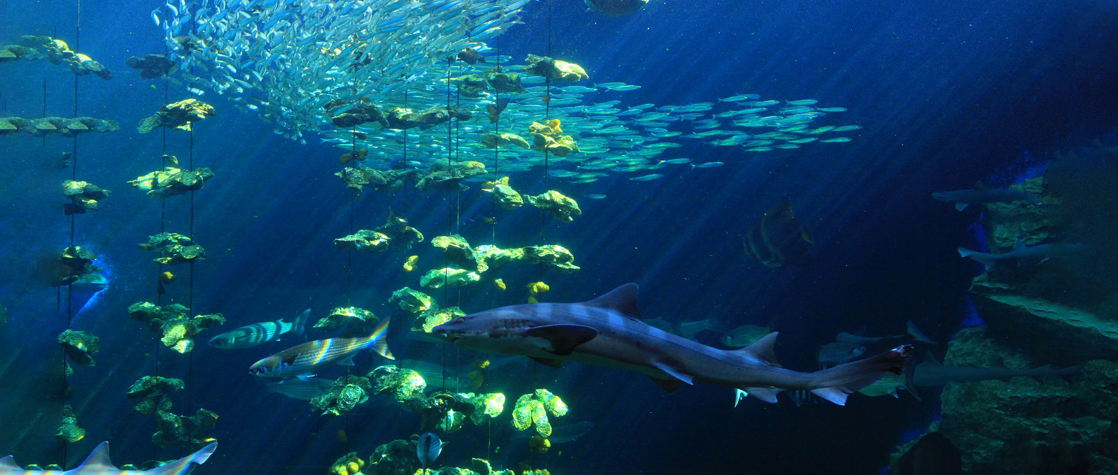 大水槽の魚たち