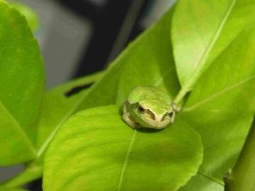 ニホンアマガエル