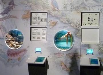 『水辺の自然』の展示