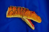 恐竜模型１