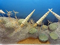 古生代の海1