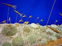 古生代の海2