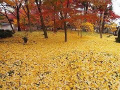 京都市　永観堂