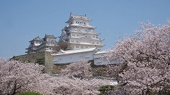 姫路城と桜