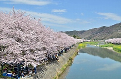 夢前川桜並木1