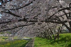 夢前川桜並木2