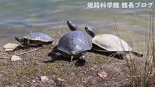 カメの日光浴