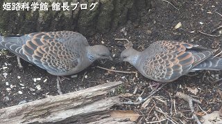 キジバト