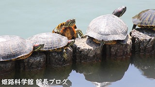 カメの日光浴2