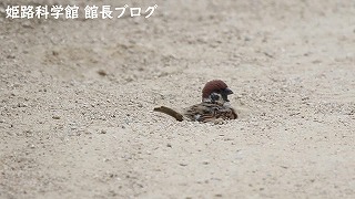 スズメの砂浴び