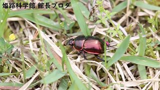 オオセンチコガネ