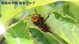 オオスズメバチ