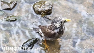 ムクドリの水浴び