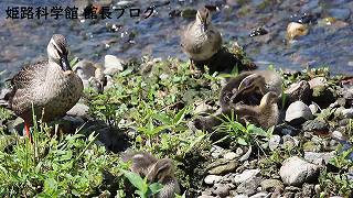 カルガモの子育て