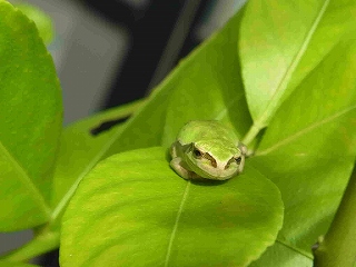 ニホンアマガエル