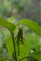 カマキリ