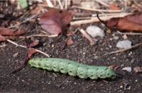 エヒ゛カ゛ラスス゛メの幼虫