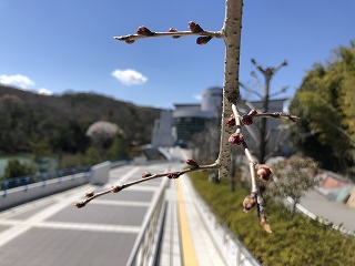 3/23の桜E地点