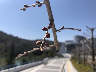 3/25の桜E地点