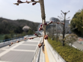 3/26の桜E地点