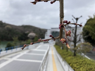 3/27の桜E地点