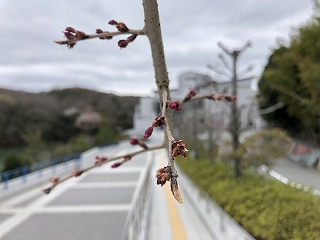 3/28の桜E地点