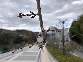 3/29の桜E地点