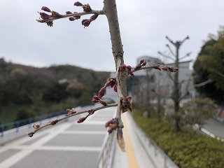 3/30の桜E地点