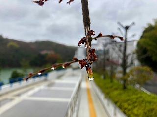 4/1の桜E地点