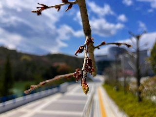 4/2の桜E地点