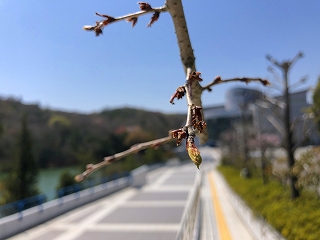 4/4の桜E地点