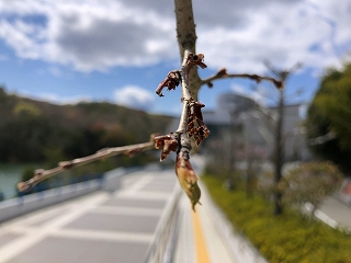 4/5の桜E地点