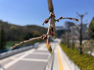 4/6の桜E地点