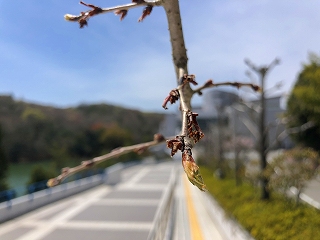 4/7の桜E地点