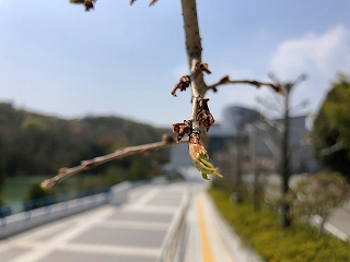 4/8の桜E地点