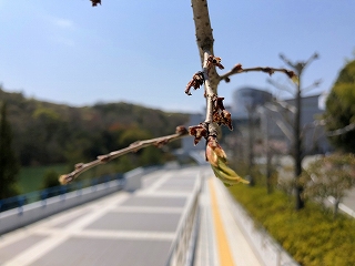 4/9の桜E地点