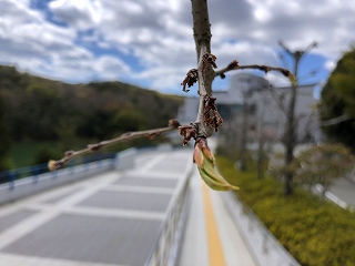 4/10の桜E地点