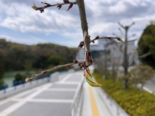 4/11の桜E地点