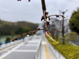 4/12の桜E地点