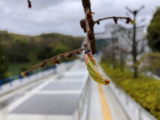 4/13の桜E地点