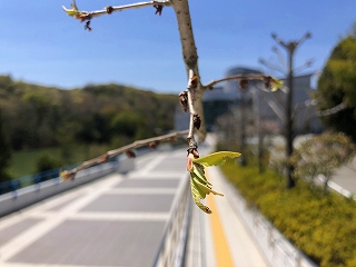 4/14の桜E地点