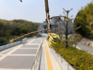 4/16の桜E地点