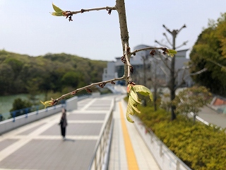 4/17の桜E地点