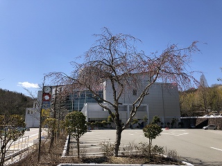 3/23の桜F地点
