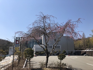 3/25の桜F地点